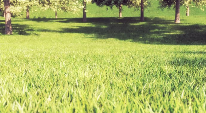 V-RAY GRASS & FUR