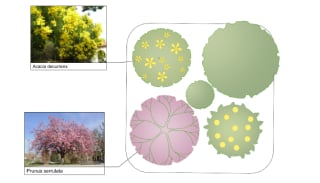 Documentation of tree types